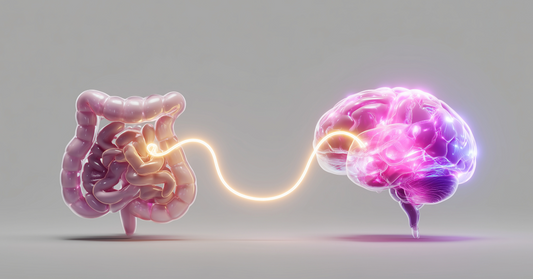 An animated picture of a light beam connecting the intestines and the brain symbolizing the importance of peptides and nootropics in the gut-brain axis