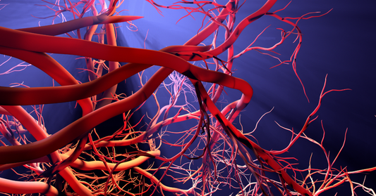 Angiogenesis — What It Is, How It Works & Why It Matters for Recovery