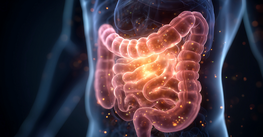 Serotonin, Hormones, and the Gut–Brain Connection: Why a Healthy Gut = A Healthier Mind